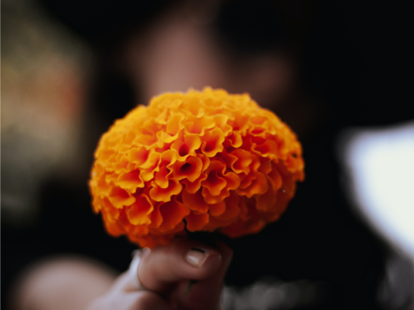 Your Marigold (poetry)
